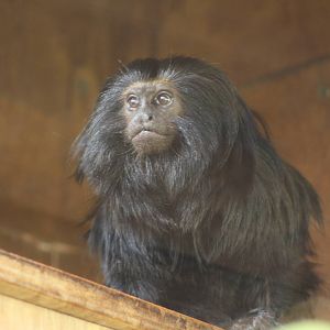 Black Lion Tamarin