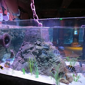 Harbor - Small Open-top Tank