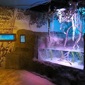 Mangrove Forest - Large Open-top Tank