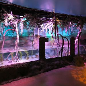 Mangrove Forest - Large Open-top Tank