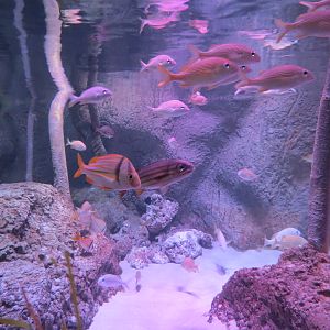 Mangrove Forest - Large Open-top Tank