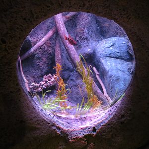 Mangrove Forest - Bubble Tank