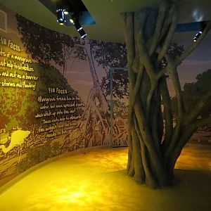 Mangrove Forest - Passageway