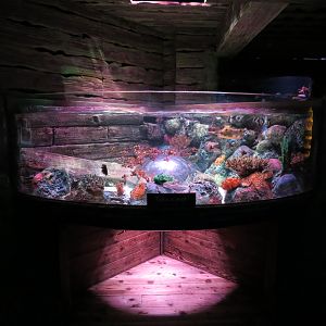 Shipwreck - Pop-up Bubble Tank