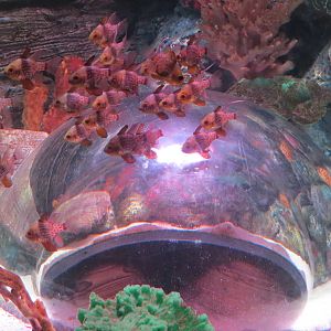 Shipwreck - Pop-up Bubble Tank