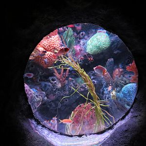 Shipwreck - Bubble Tank