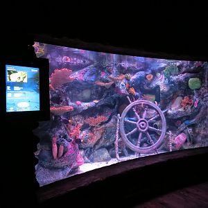 Shipwreck - Reef Wall Tank
