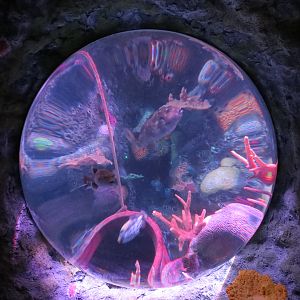 Shipwreck - Bubble Tank