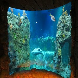 360-degree Ocean Tunnel - First View