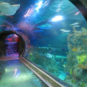 360-degree Ocean Tunnel - First Tunnel