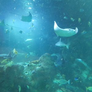 360-degree Ocean Tunnel - Interior