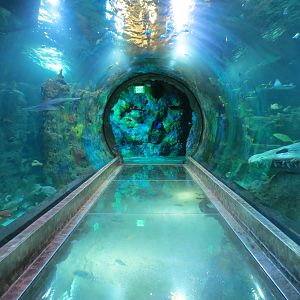 360-degree Ocean Tunnel - First Tunnel