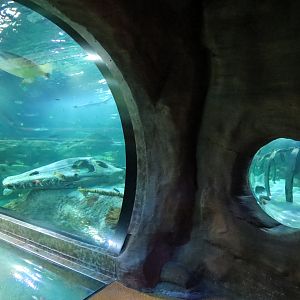 360-degree Ocean Tunnel - First Tunnel and Bubble Window