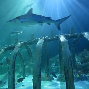 360-degree Ocean Tunnel - Interior
