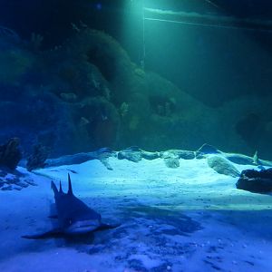 360-degree Ocean Tunnel - Interior