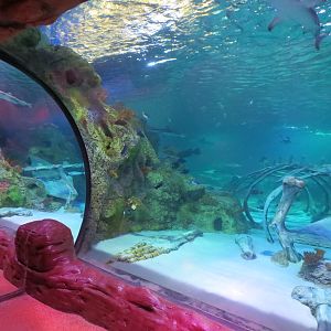 360-degree Ocean Tunnel - View from Dinosaur Dive Room