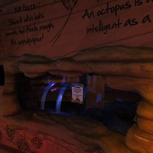 Dinosaur Dive - Empty Tank