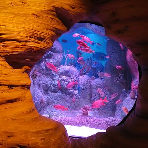 Dinosaur Dive - Bubble Tank