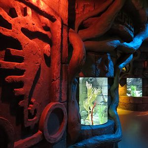 Seahorse Temple - First Tank