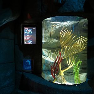 Seahorse Temple - First Tank