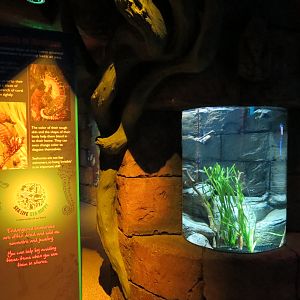 Seahorse Temple - Second Tank