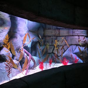 Seahorse Temple - Third Tank