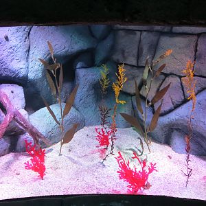 Seahorse Temple - Third Tank