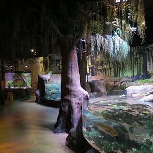 Freshwater Swamps - Interior