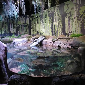 Freshwater Swamps - First Open-top Tank