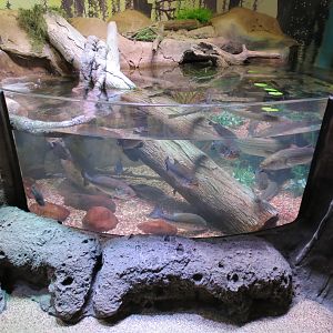 Freshwater Swamps - First Open-top Tank