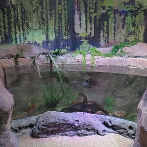 Freshwater Swamps - Second Open-top Tank