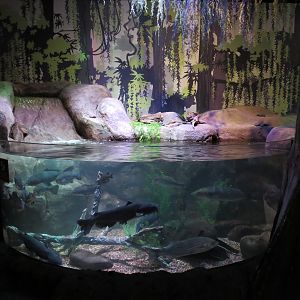 Freshwater Swamps - Third Open-top Tank