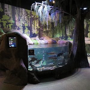 Freshwater Swamps - Third Open-top Tank
