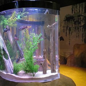 Freshwater Swamps - Concave Pedestal Tank