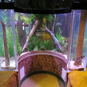 Freshwater Swamps - Concave Pedestal Tank