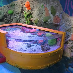 Rockpools/Touch A Creature