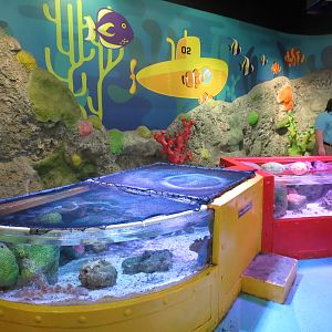 Rockpools/Touch A Creature