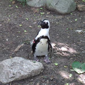 African Penguin