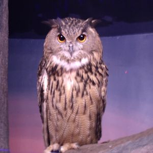 Eurasian Eagle Owl
