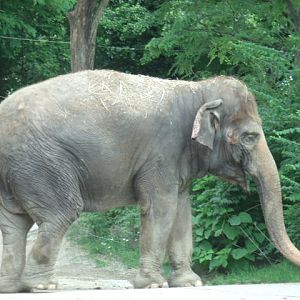 Malaysian Elephant