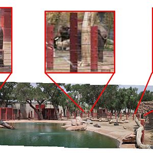 elephant exhibit panorama