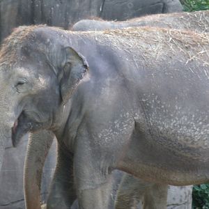 Indian Elephant