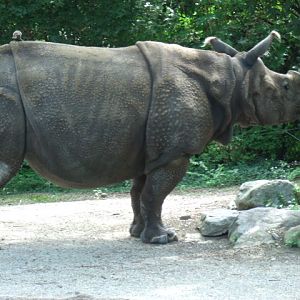 Indian Rhinoceros