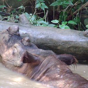 Sumatran Rhinoceros