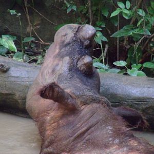 Sumatran Rhinoceros