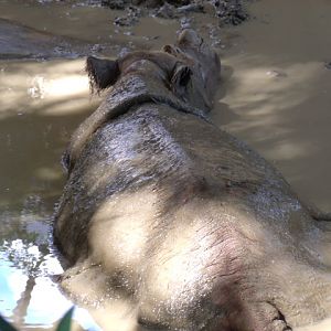 Sumatran Rhinoceros
