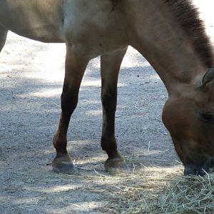 Przewalski's Wild Horse