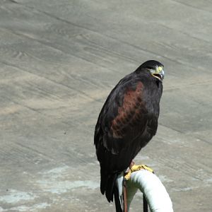Harris's Hawk