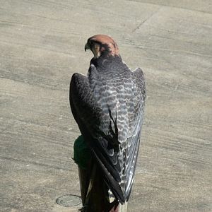 Lanner Falcon