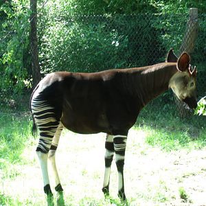 Okapi